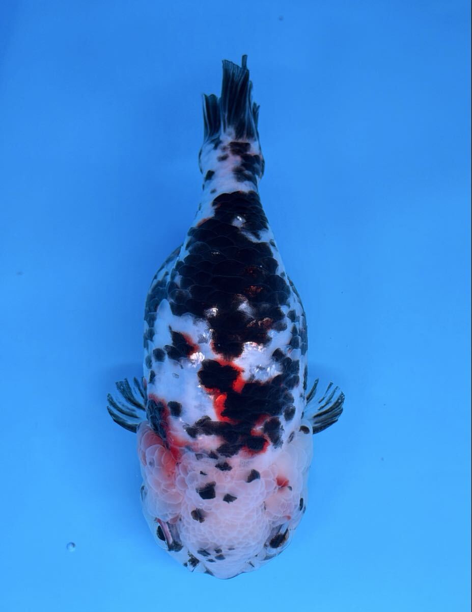 大清康熙年製 花器 花瓶 中国美術 李朝 朝鮮 白磁 コレクション 大清