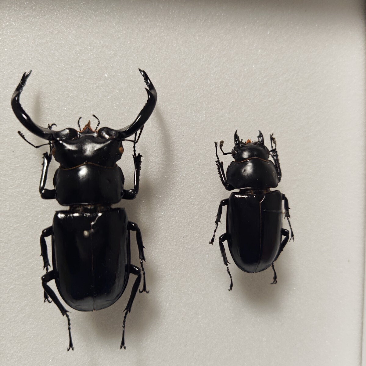 超激レア！ ウエストウッディオオシカクワガタペア原名亜種標本！