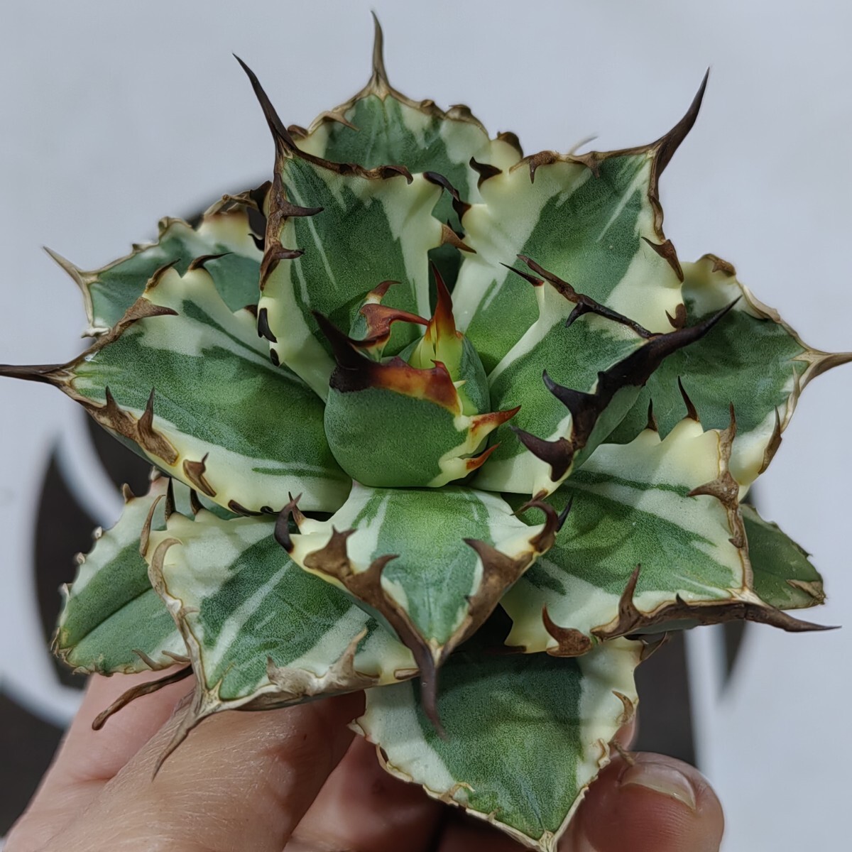 金寅化（キム・インファ）油彩 蓮 絵画 額縁 黄色の菊の油彩画