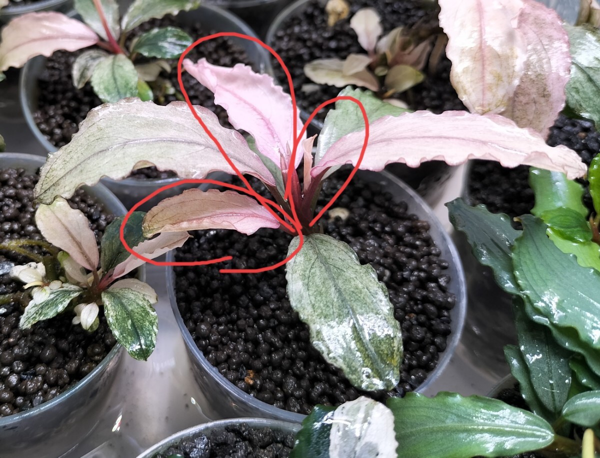 Bucephalandra sp.”pink variegata ” 水上葉 ブセファランドラ ピンク