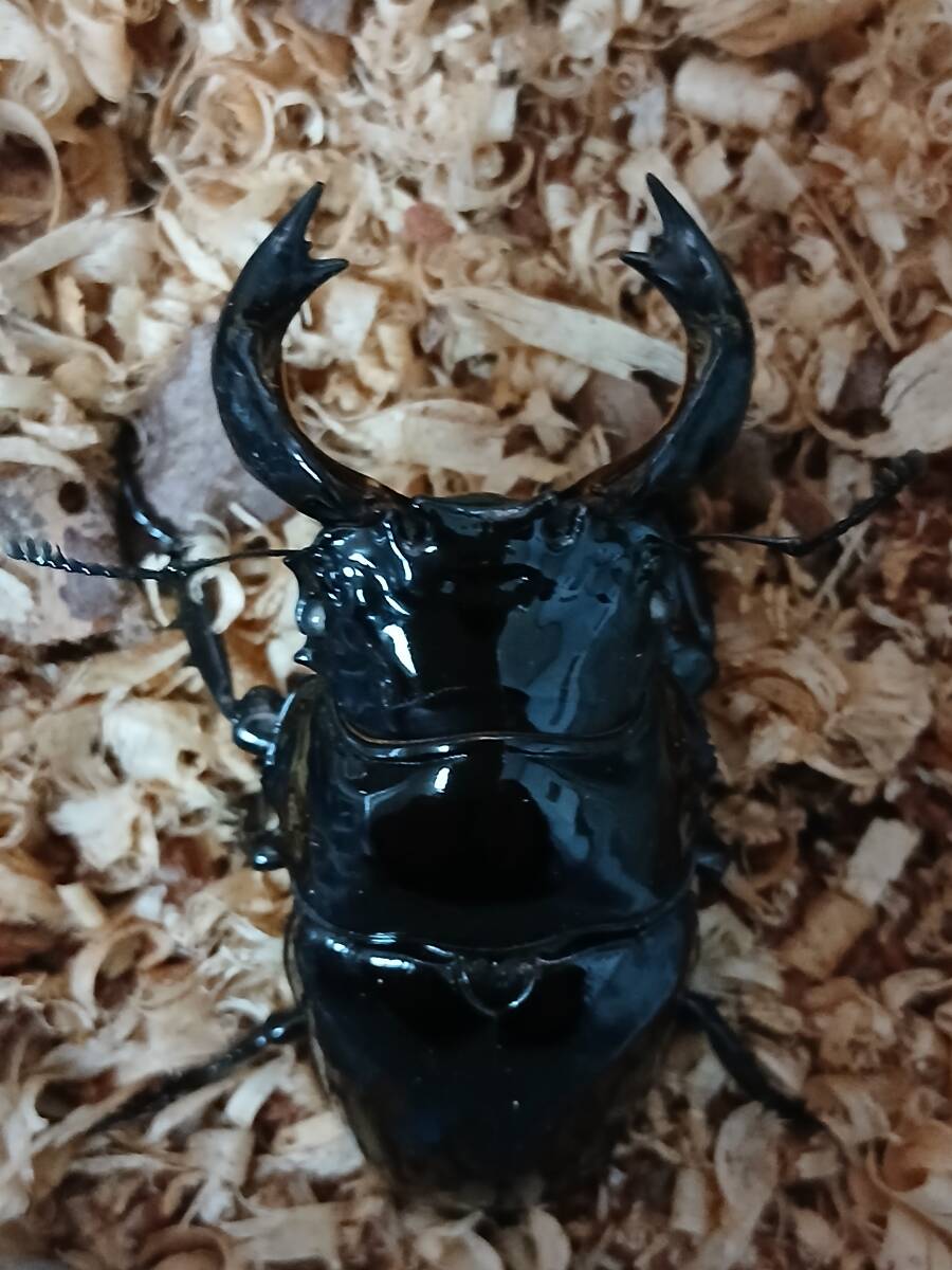 中国切手おまとめ7ヒンジ跡有難有含 Yahoo!オークション -「中国切手お