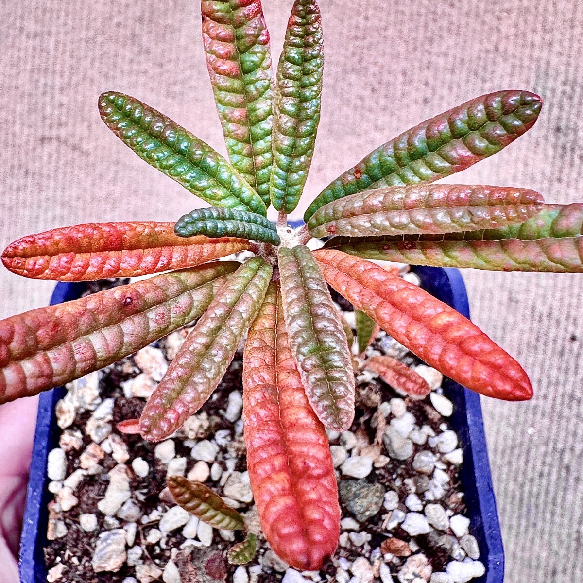 茶道具 蓋置 墨台 裏千家 大樋長左衛門作 高品質