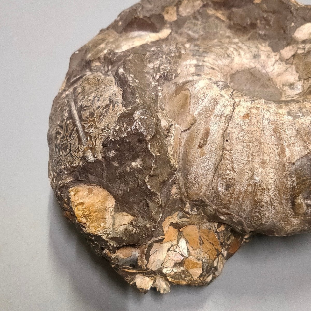 アンモナイト 化石 鑑賞石 観賞石 約2.4kg 購入 置物 インテリア