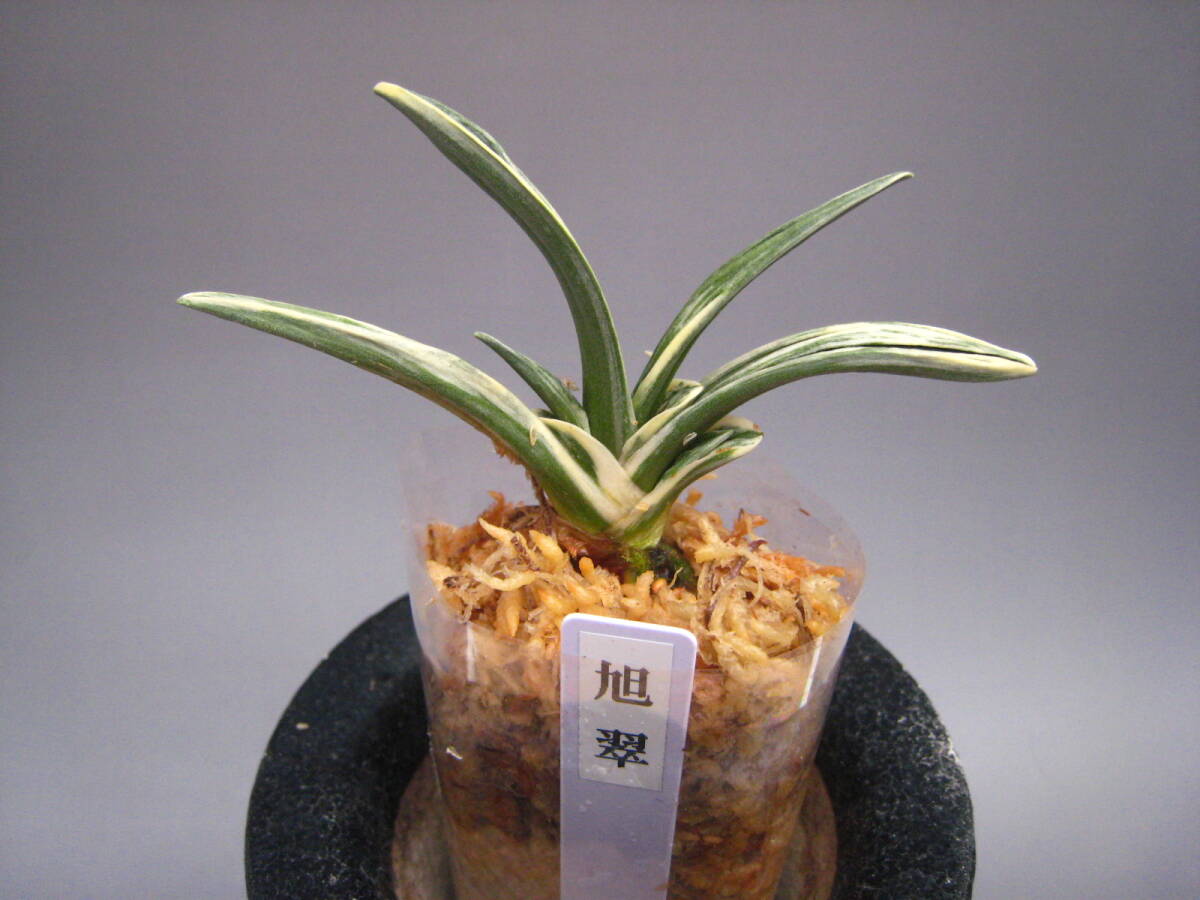 ショップ 糸魚川翡翠 斧型ペンダント 30x19mm