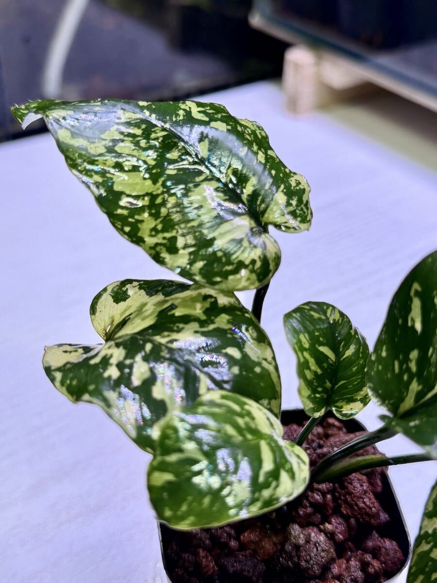 アヌビアス・ナナ 斑入りキング（Anubias nana Variegata King）水上葉