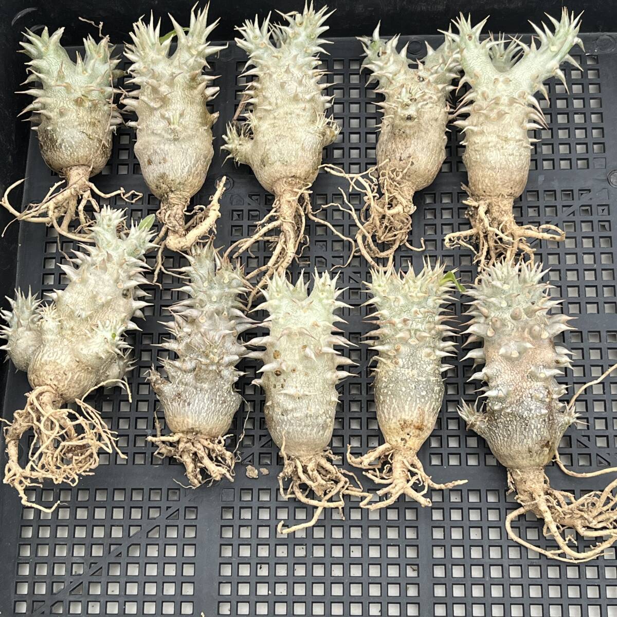 自作シール「24金 売れ筋 トゥトアンクアメン」降神戦記