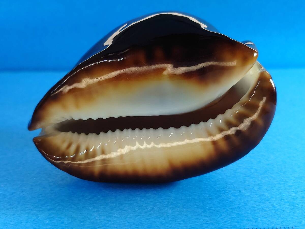 1830＊ビードロダカラ＊貝標本＊70mm ショップ Yahoo!オークション