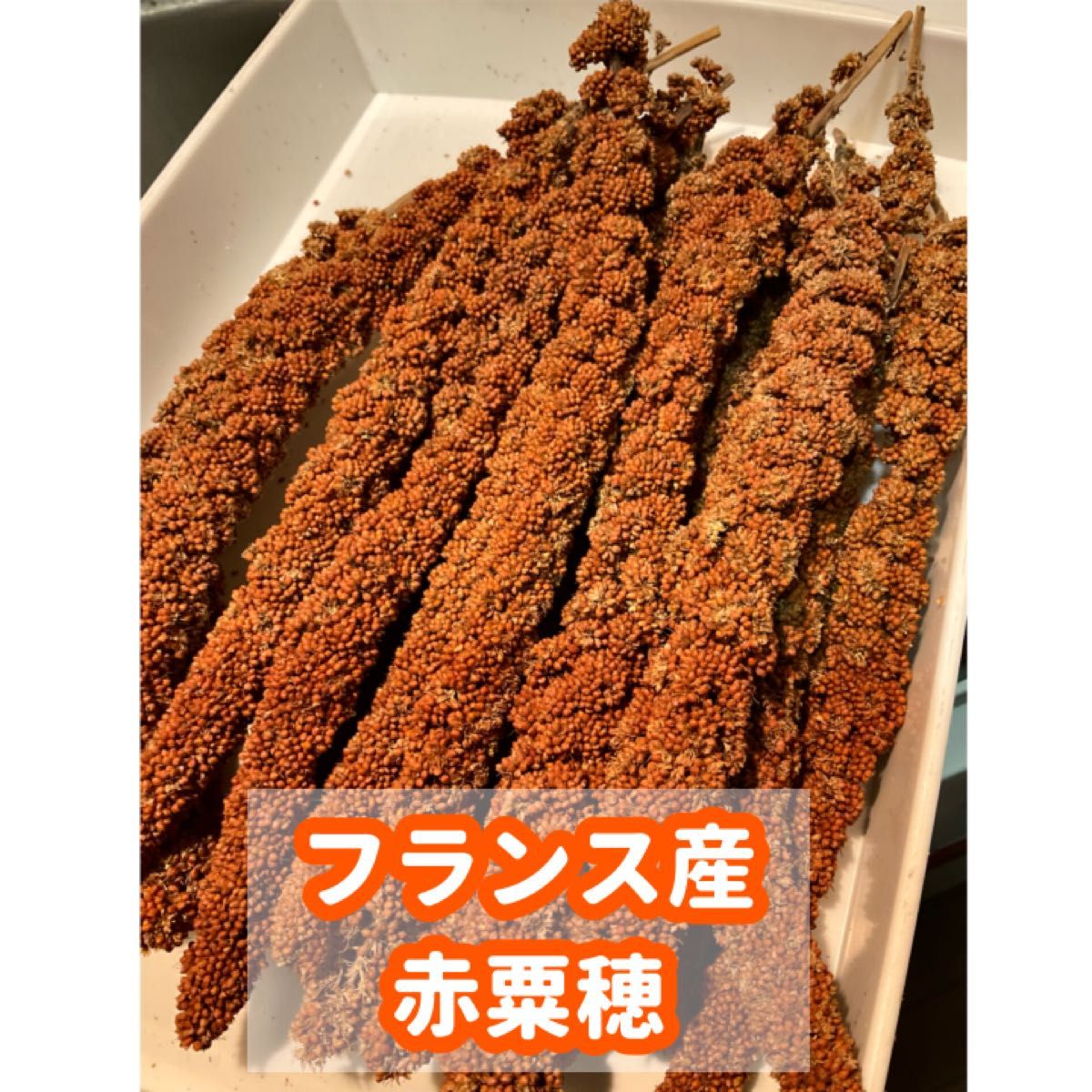 赤粟穂（フランス産）300g （鳥の餌用）｜Yahoo!フリマ（旧PayPayフリマ）
