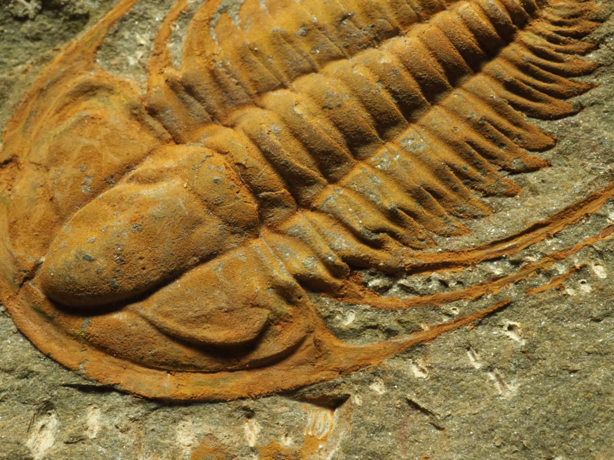 ニレウス アルマジロ [TB70] 三葉虫 化石