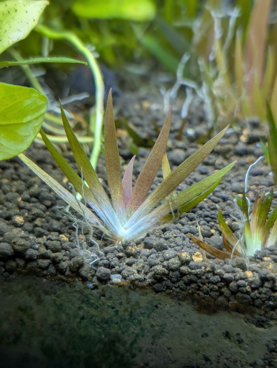 24時間限定半額 xyris sp red水中葉子株1株｜Yahoo!フリマ（旧PayPay