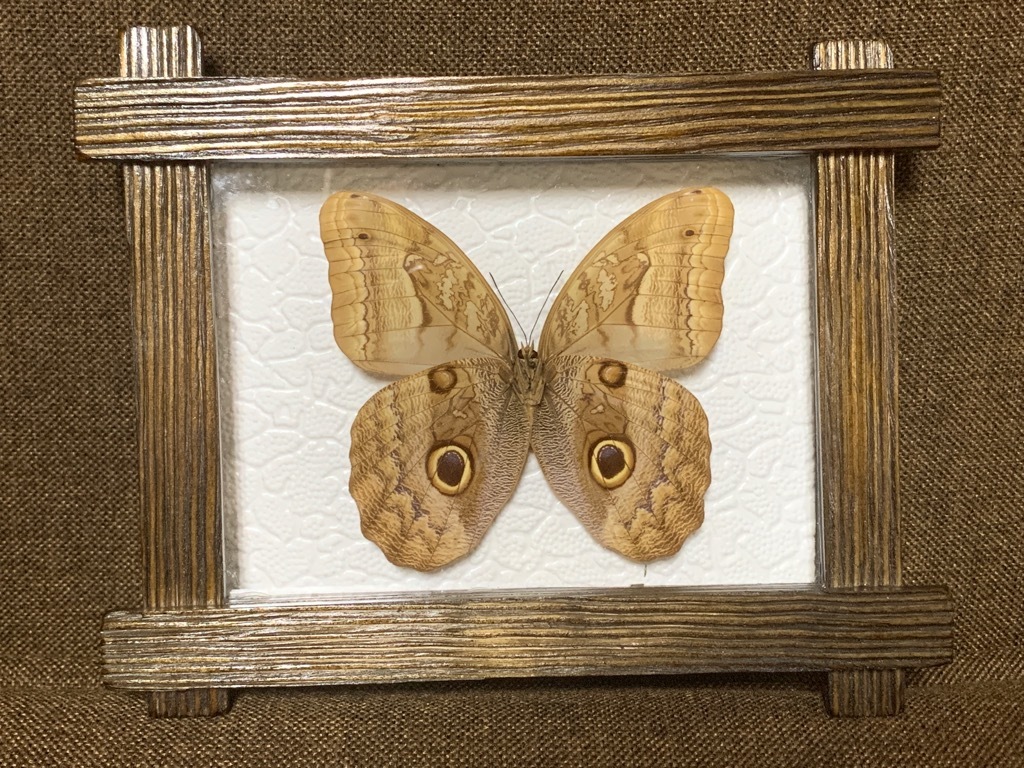 蝶の標本 木製フレーム41✖️51cm 【公式通販】