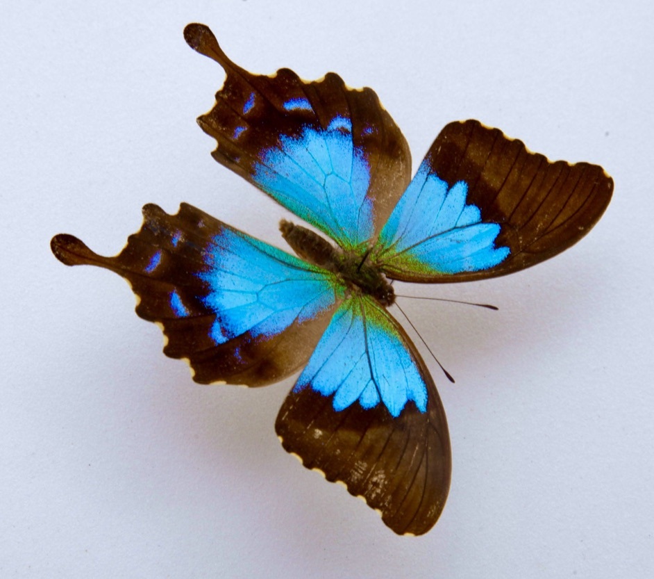 Yahoo!オークション - 外国産蝶標本 ヒメオオルリアゲハ A-♀ ニュー