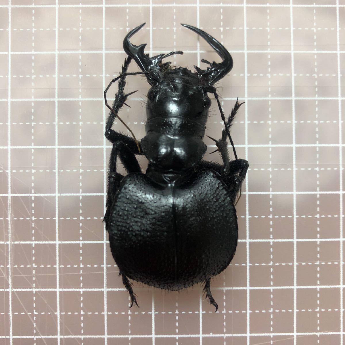 巨大♀】オオエンマハンミョウ Manticora タンザニア産 昆虫標本