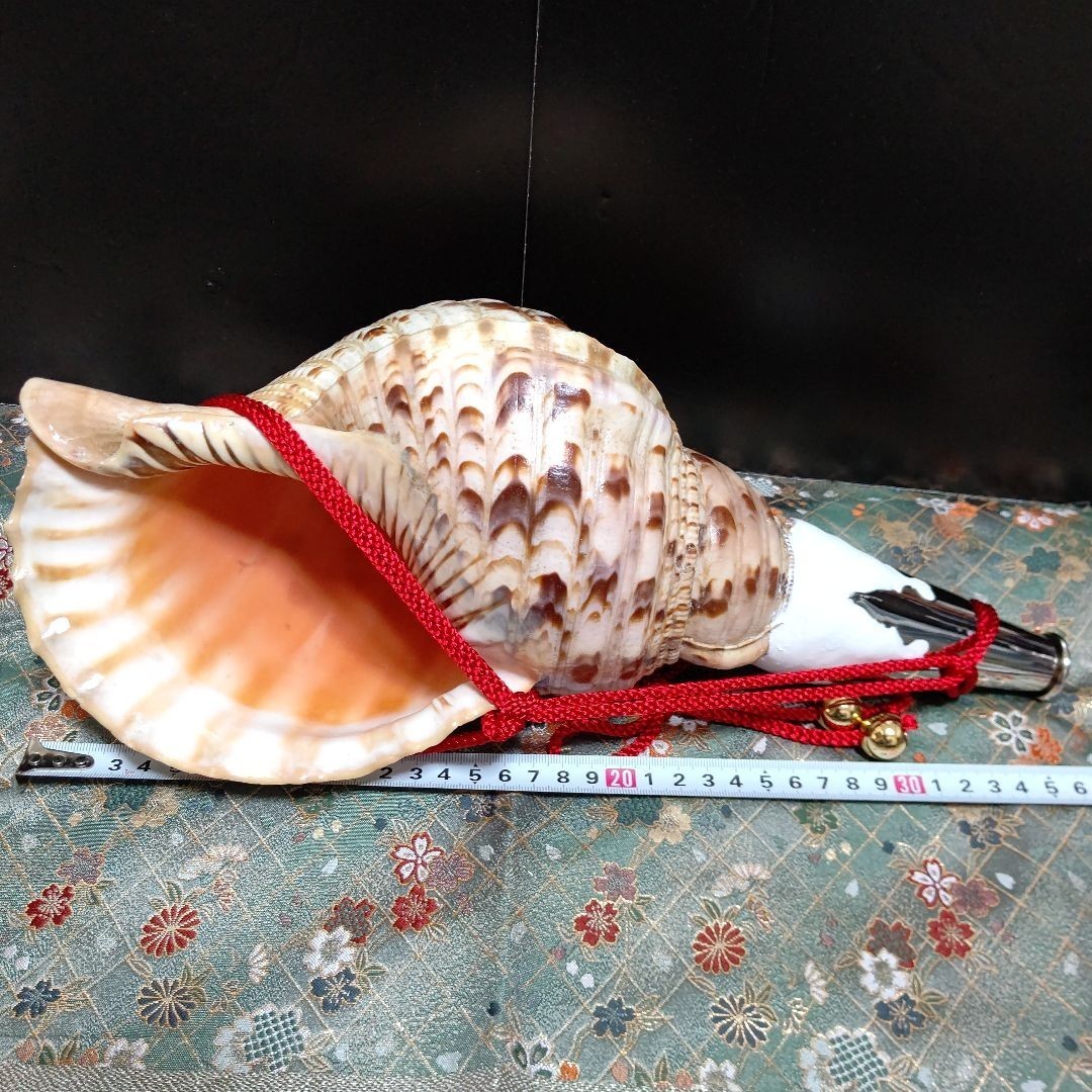 NO-48S法螺貝、ホラ貝、和楽器、修験道、当山派 法螺貝 ホラ貝