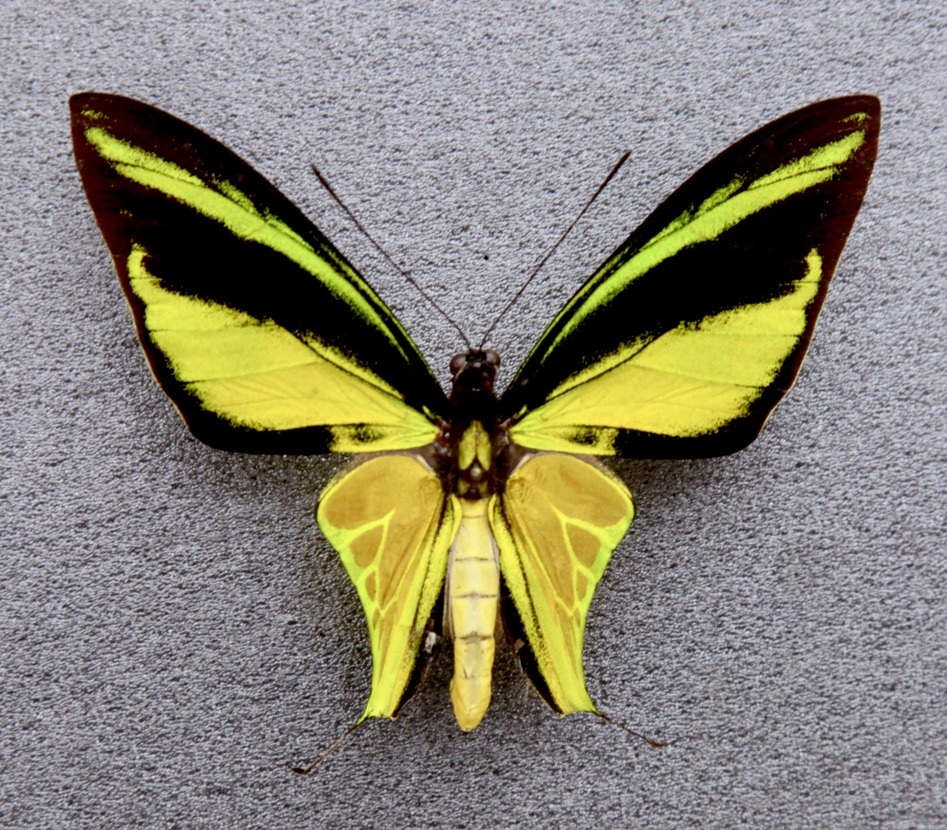 □外国産蝶標本 ヒレオトリバネアゲハ A-♂ パプアニューギニア 産