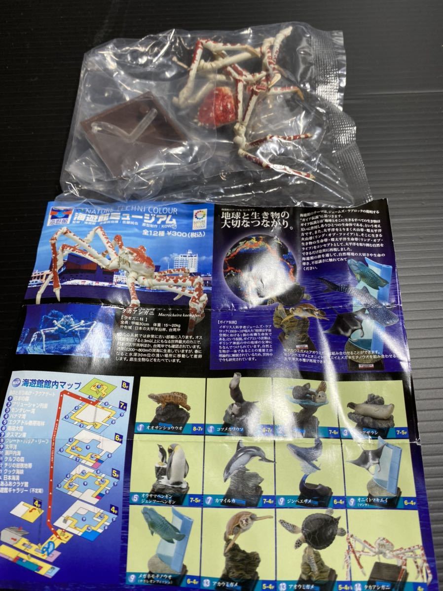 ネイチャーテクニカラー 海遊館ミュージアム タカアシガニ
