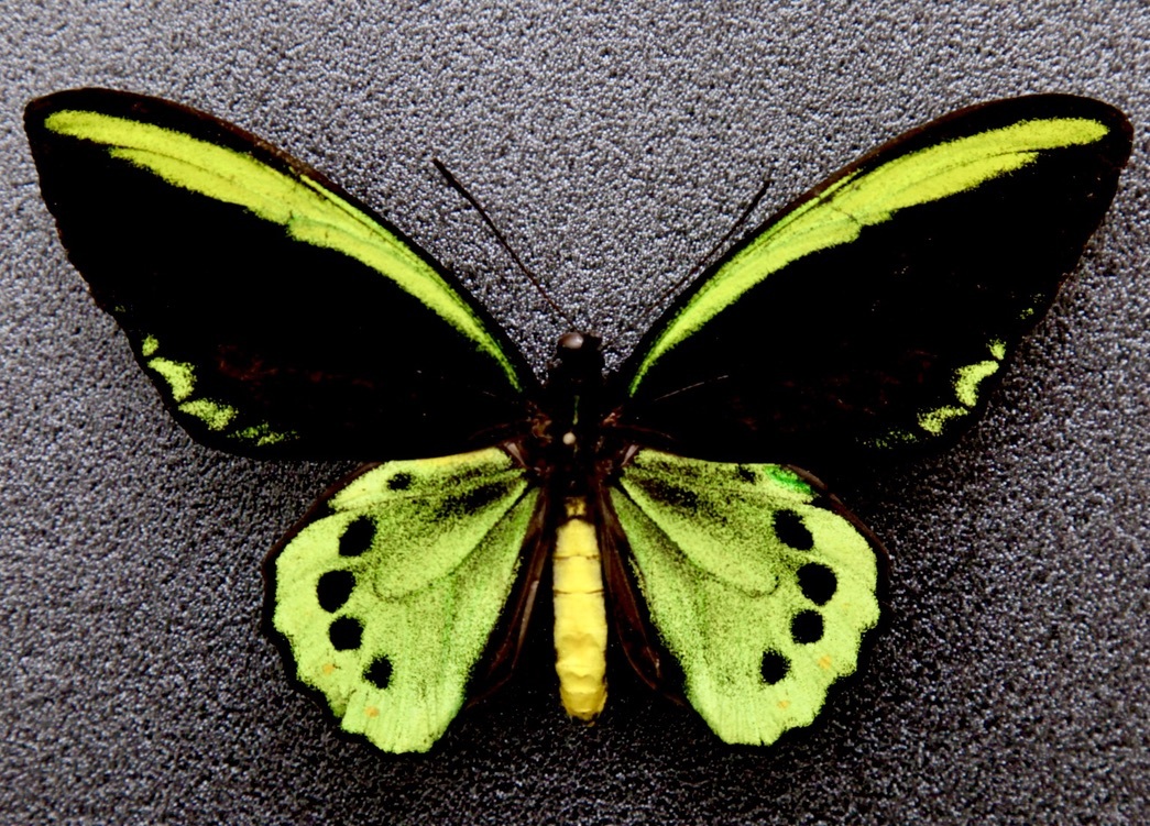 タミラナルルリモンアゲハ ♂標本 南インド産完全品96mm究極美麗標本少数