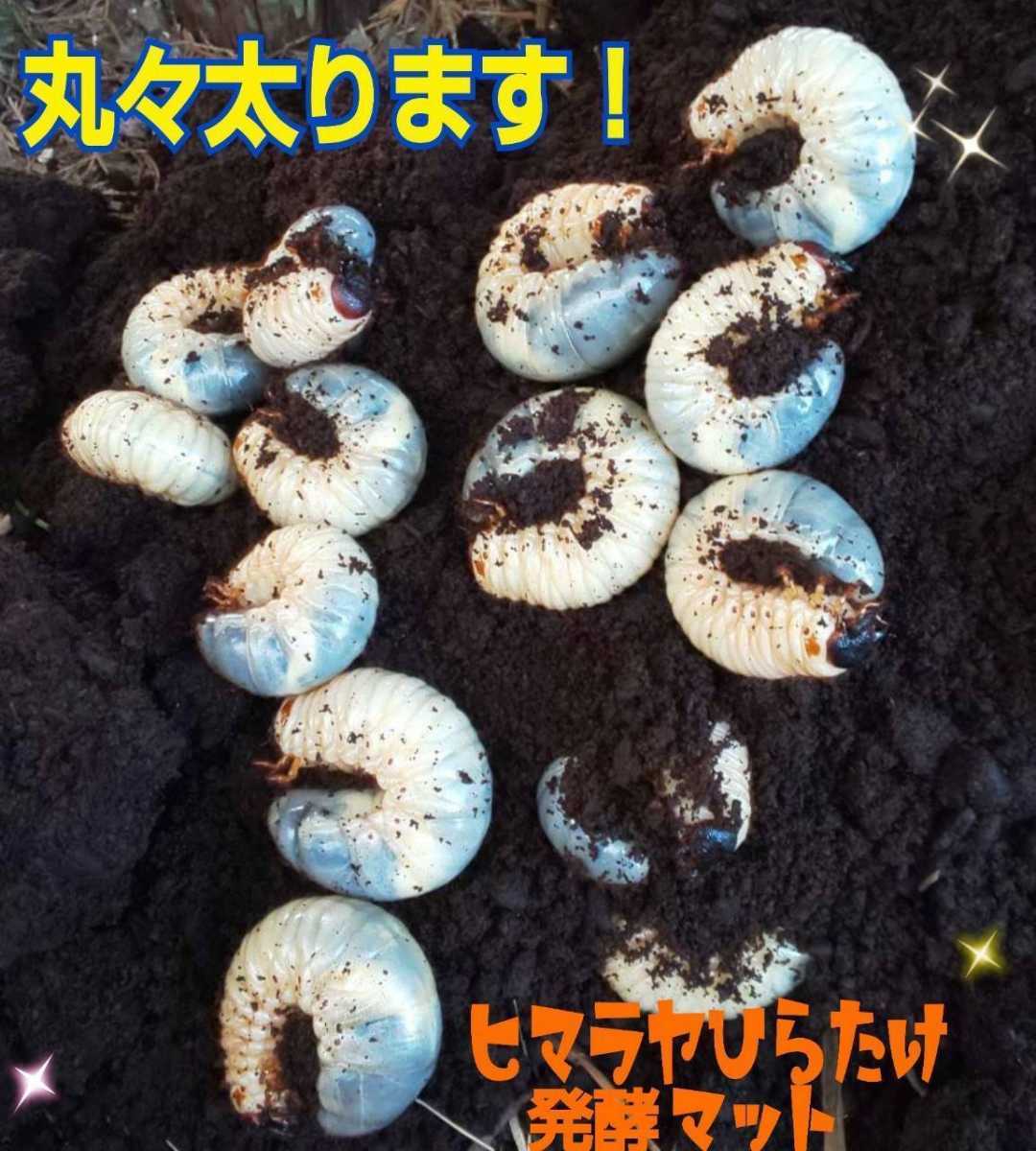 カブトムシ幼虫がビッグに！プレミアム3次発酵マット【90リットル
