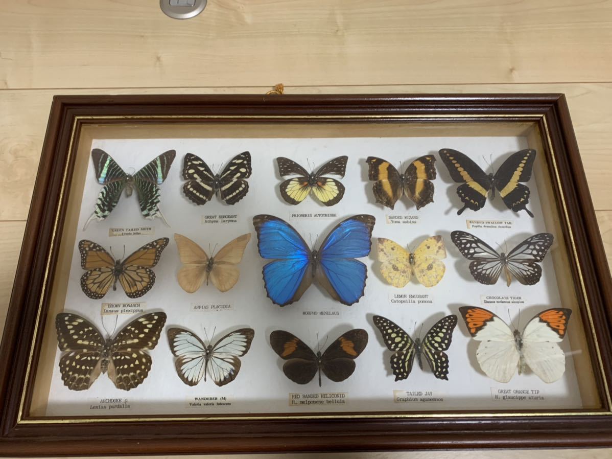 モルフォ蝶他 アンティーク蝶標本 ヴィンテージ標本 全22種類 モルフォ