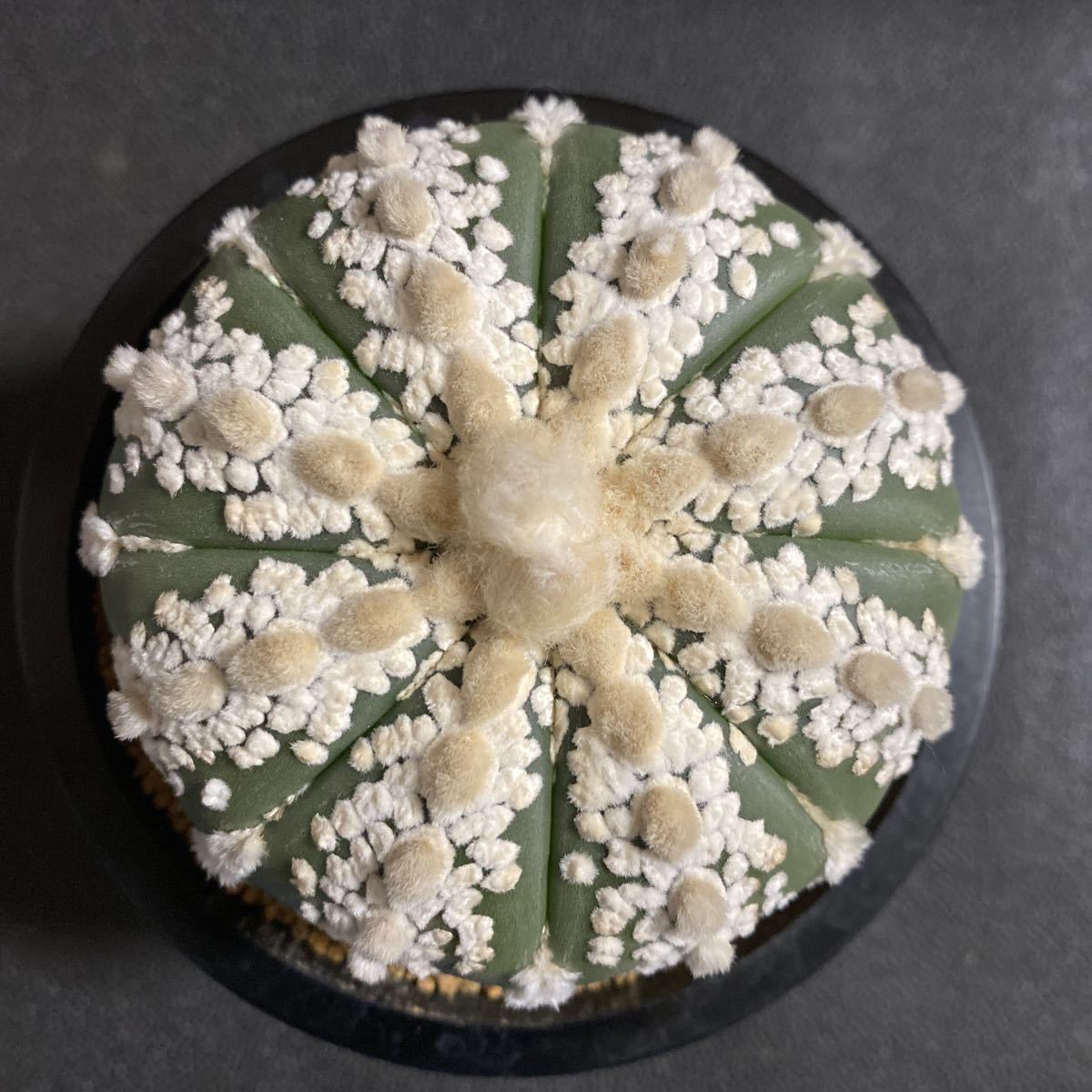 高品質 サンダーカラーテレビジョン C7-101A