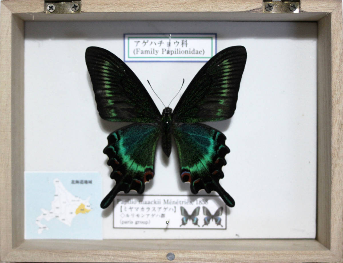 異常型】ミヤマカラスアゲハ（ペア・北海道・飼育） 蝶の異常型！ 赤眼