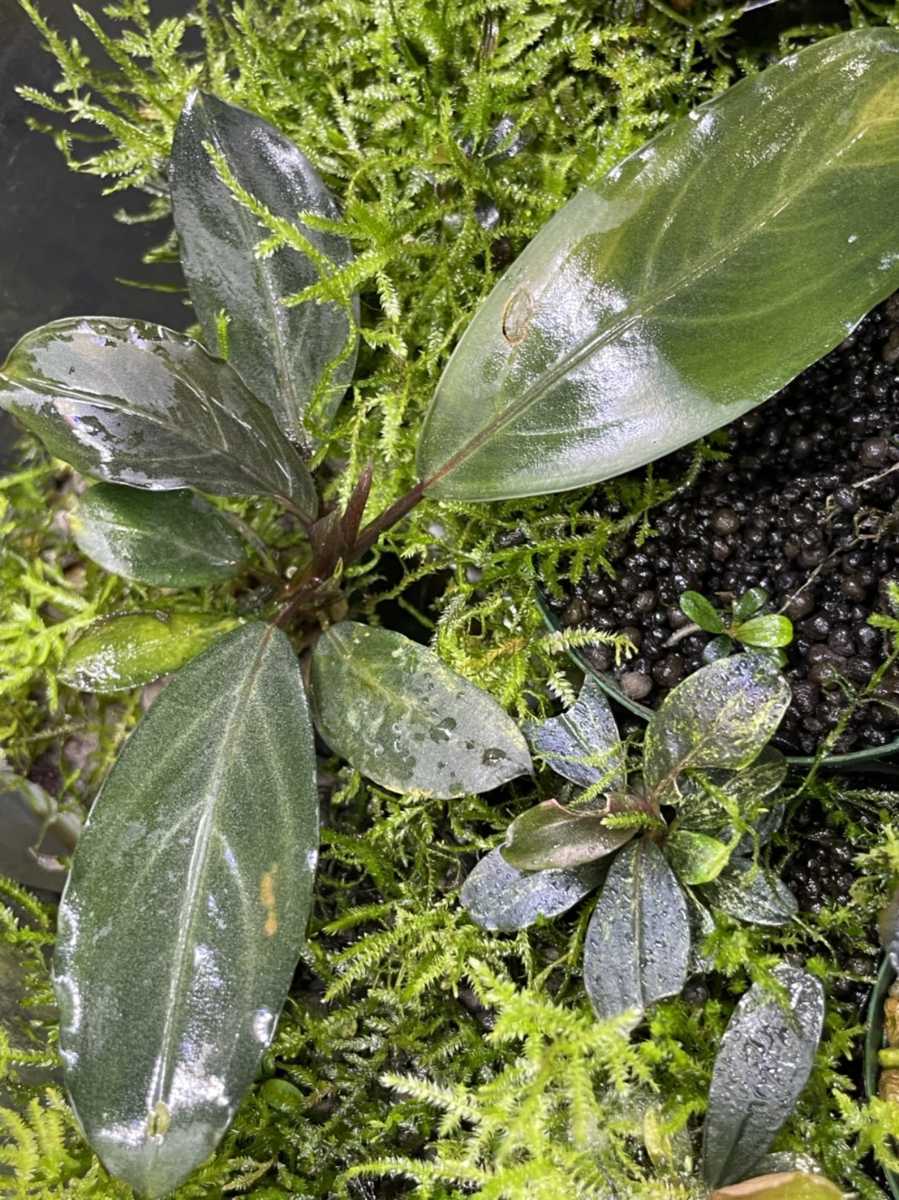 Yahoo!オークション - Bucephalandra sp.Pearl gray【TB】ブセファラン