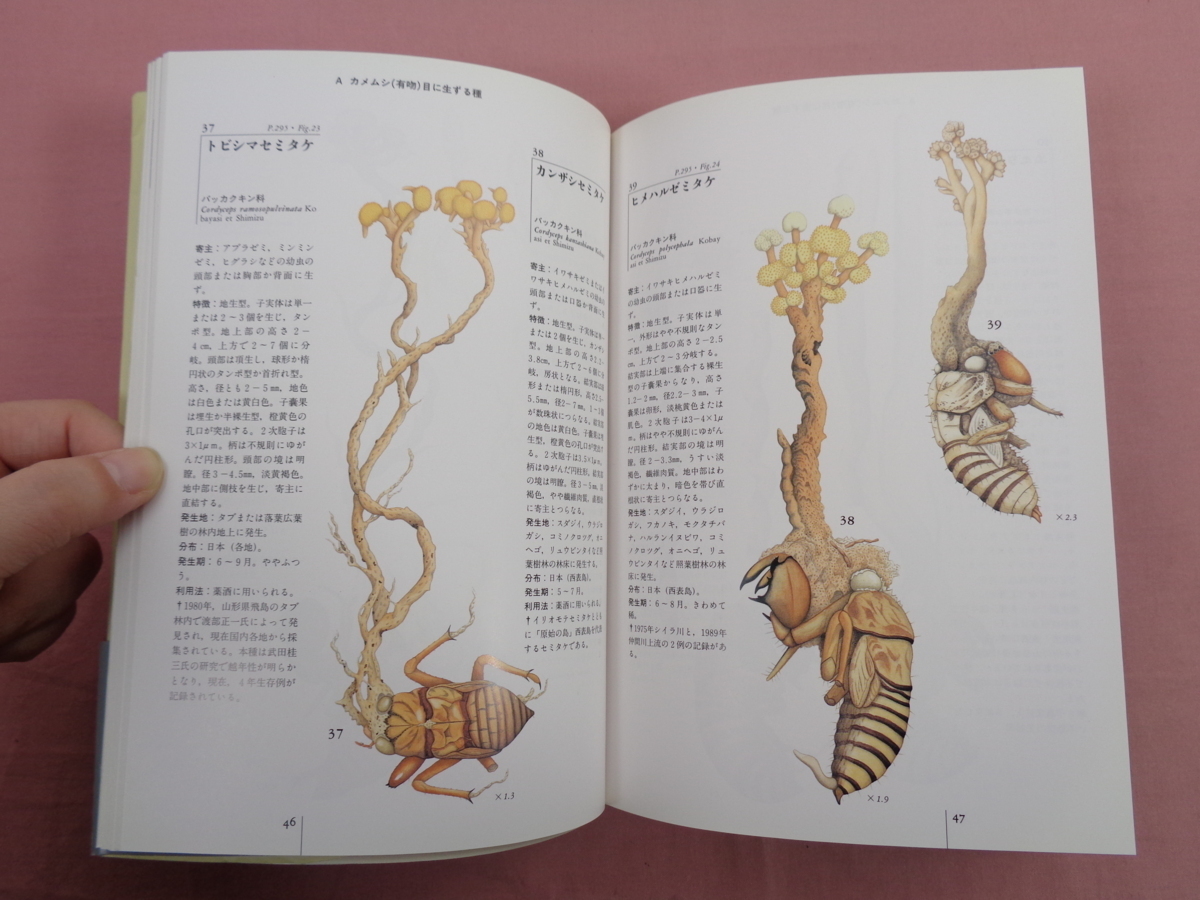 冬虫夏草図鑑 カラー版 冬虫夏草図鑑 カラー版 冬虫夏草図鑑 カラー版