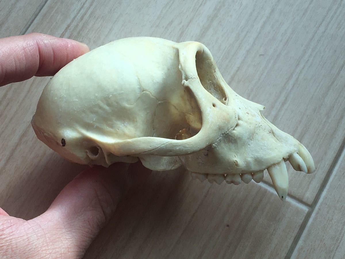 Sphenoid猿頭蓋骨 Sphenoid猿頭蓋骨 Sphenoid猿頭蓋骨 Sphenoid猿