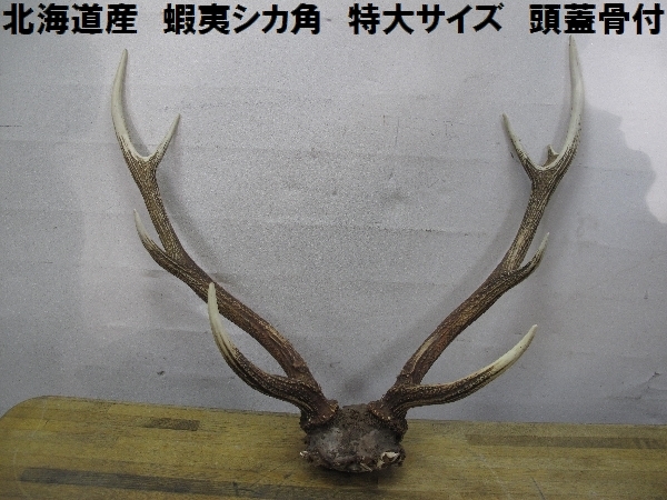 蝦夷鹿の角 58本分 ハネ品7本分無料 蝦夷鹿の角 58本分 ハネ品7本分