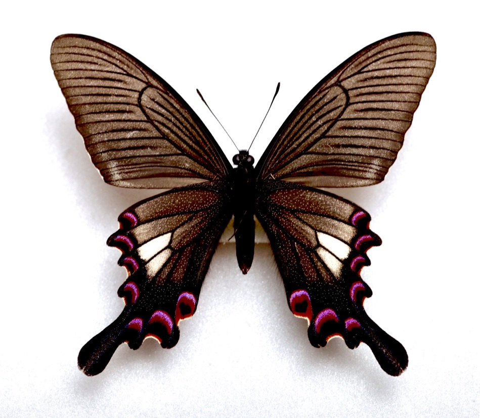 外国産蝶標本】ルリボシタテハモドキ♀♂/香港産/♀53mm♂49mm