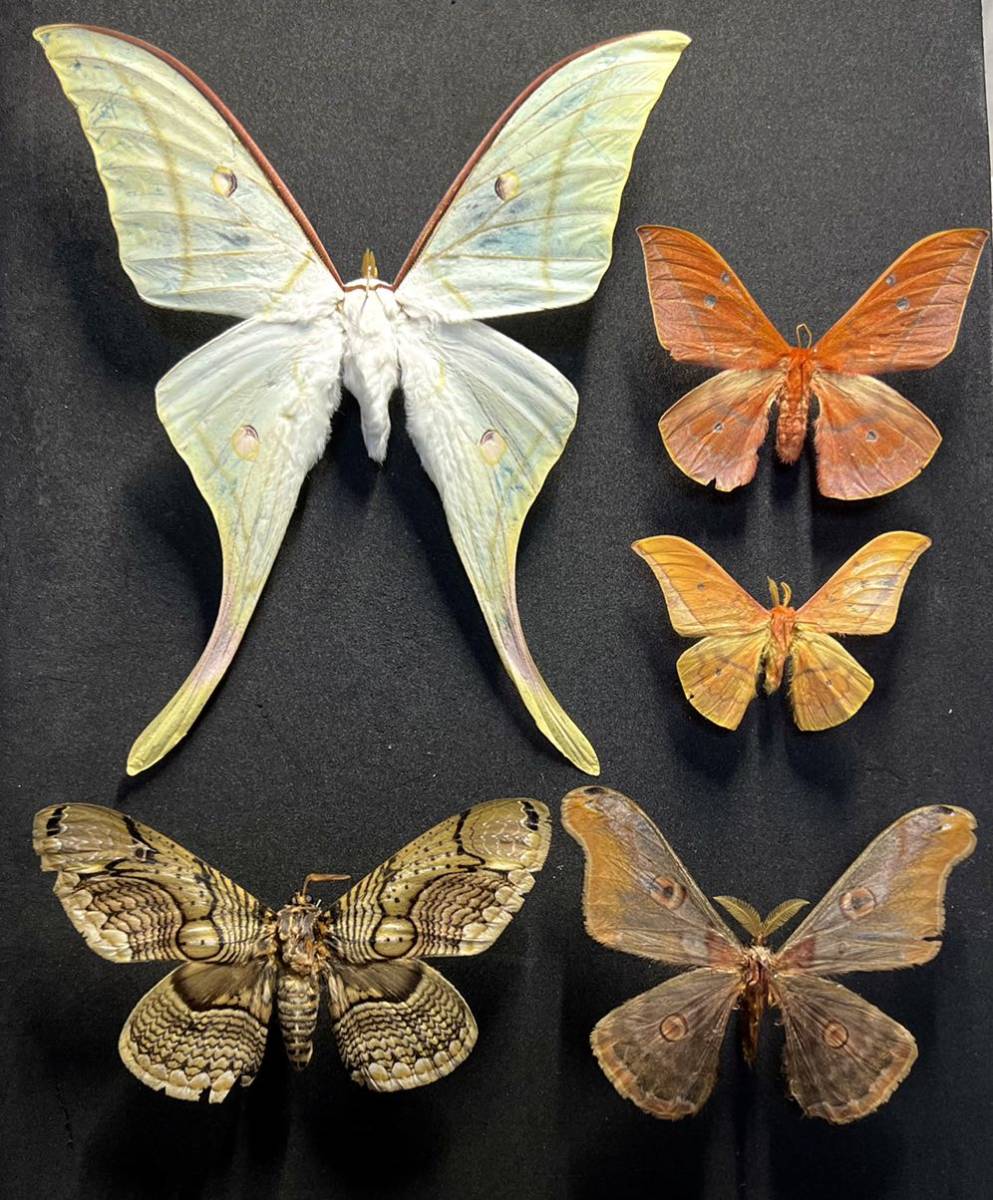 超入手困難種 レンダリトラフヤママユ 蛾 標本 M0 (@mom0mom0mom0m00