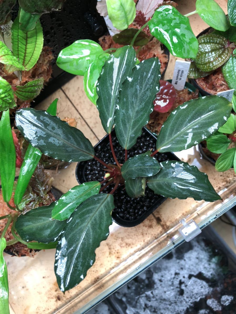 Bucephalandra sp. Real gray Landak 水の国 ブセファランドラ リアル
