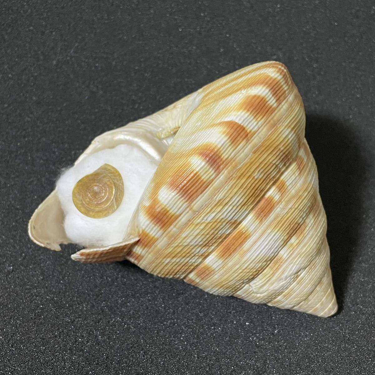 貝殻 標本 コシダカオキナエビス 特大