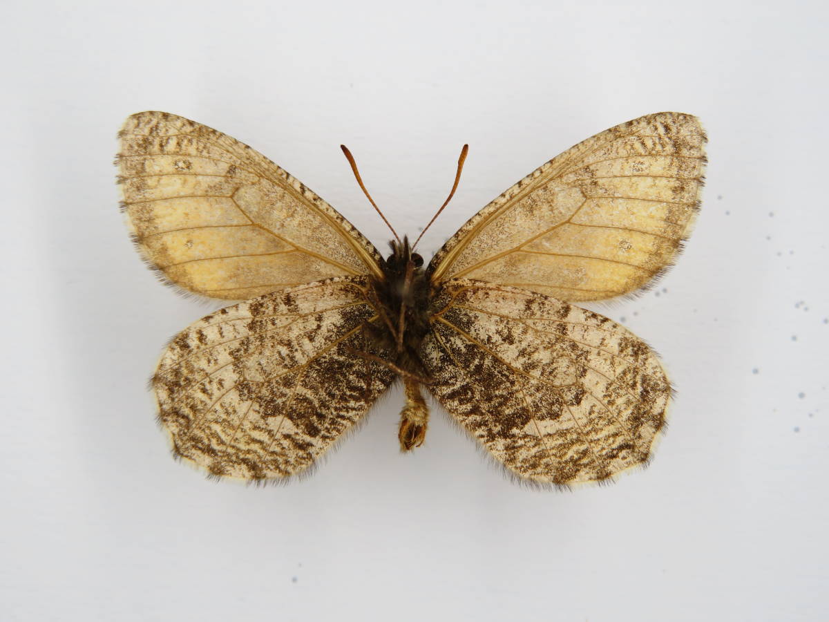 ま*る様 国産蝶標本タカネヒカゲ⁄富山県-新潟県.雪倉岳産⁄45mm