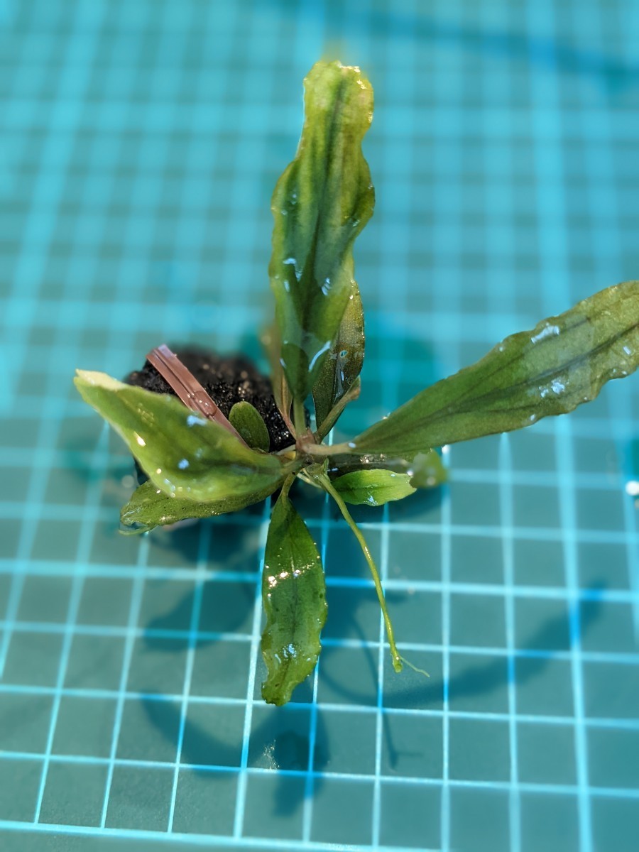 ブセファランドラsp.レッドファントム群生株、溶岩石活着（水中葉、無