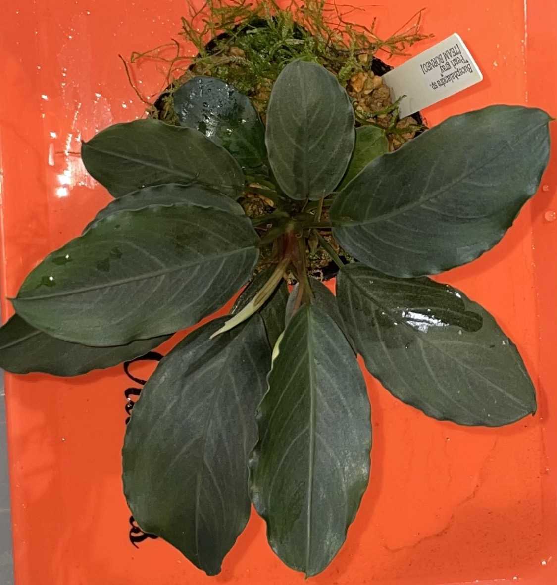 ブセファランドラ sp. パールグレイ (TB便) 2株+蕾 Yahoo!オークション