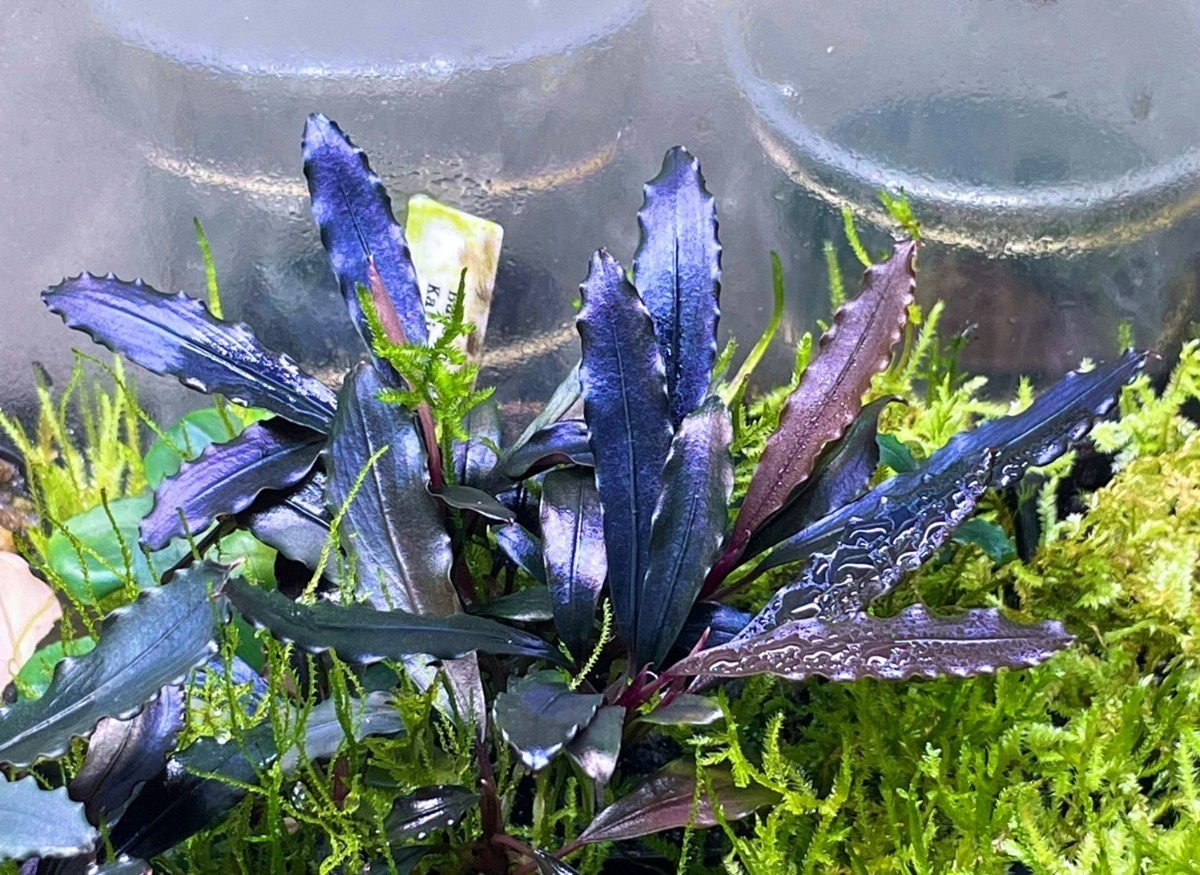 Bucephalandra sp.Ghost kalimantan 水上株 ブセファランド ラ sp