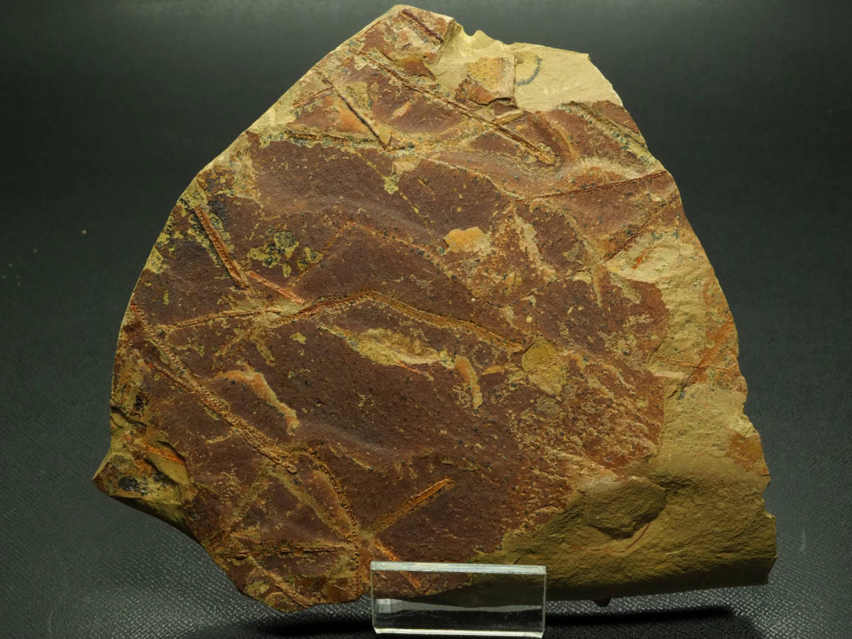 カブトガニの化石 大型で超稀少 モロッコ産 本物保証