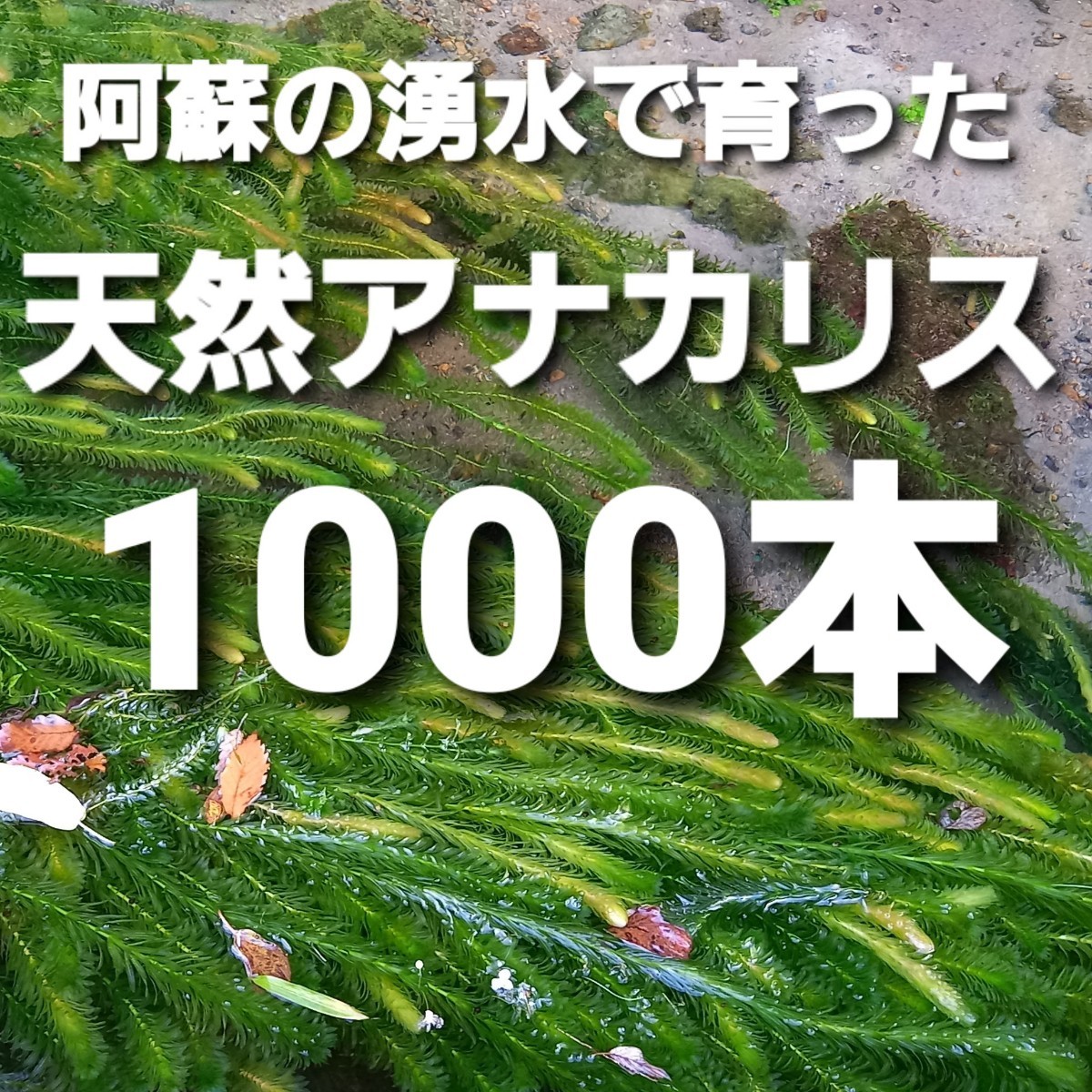 1000本以上 阿蘇の湧水で育った水草 天然アナカリス