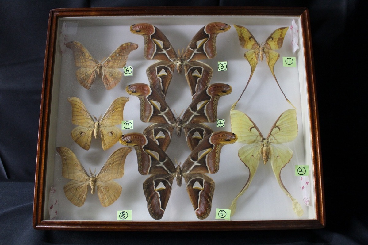 蝶 蛾 標本 アポロヤママユ ③ アポロヤママユ 標本 3 【公式通販】