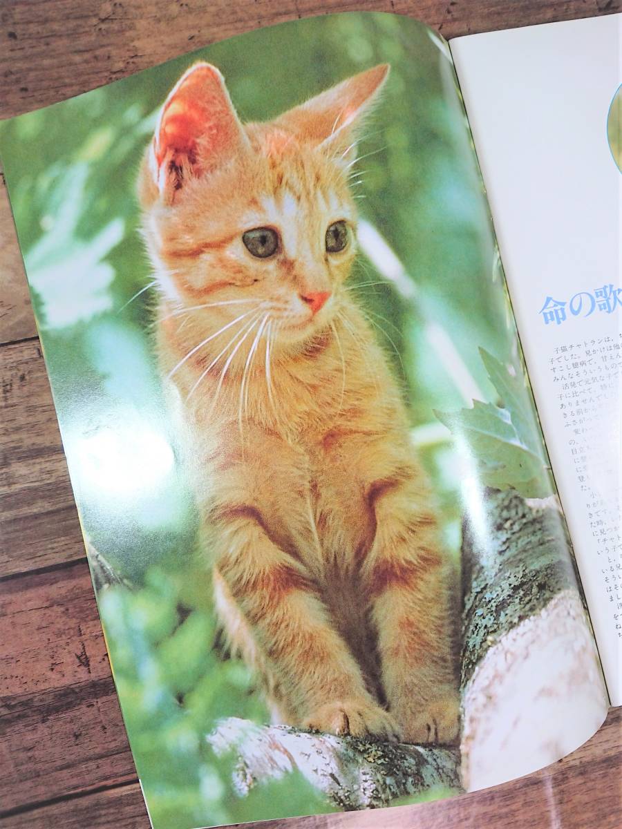 1986年映画「子猫物語」 こどもたちの ジグソーパズル 1986年映画