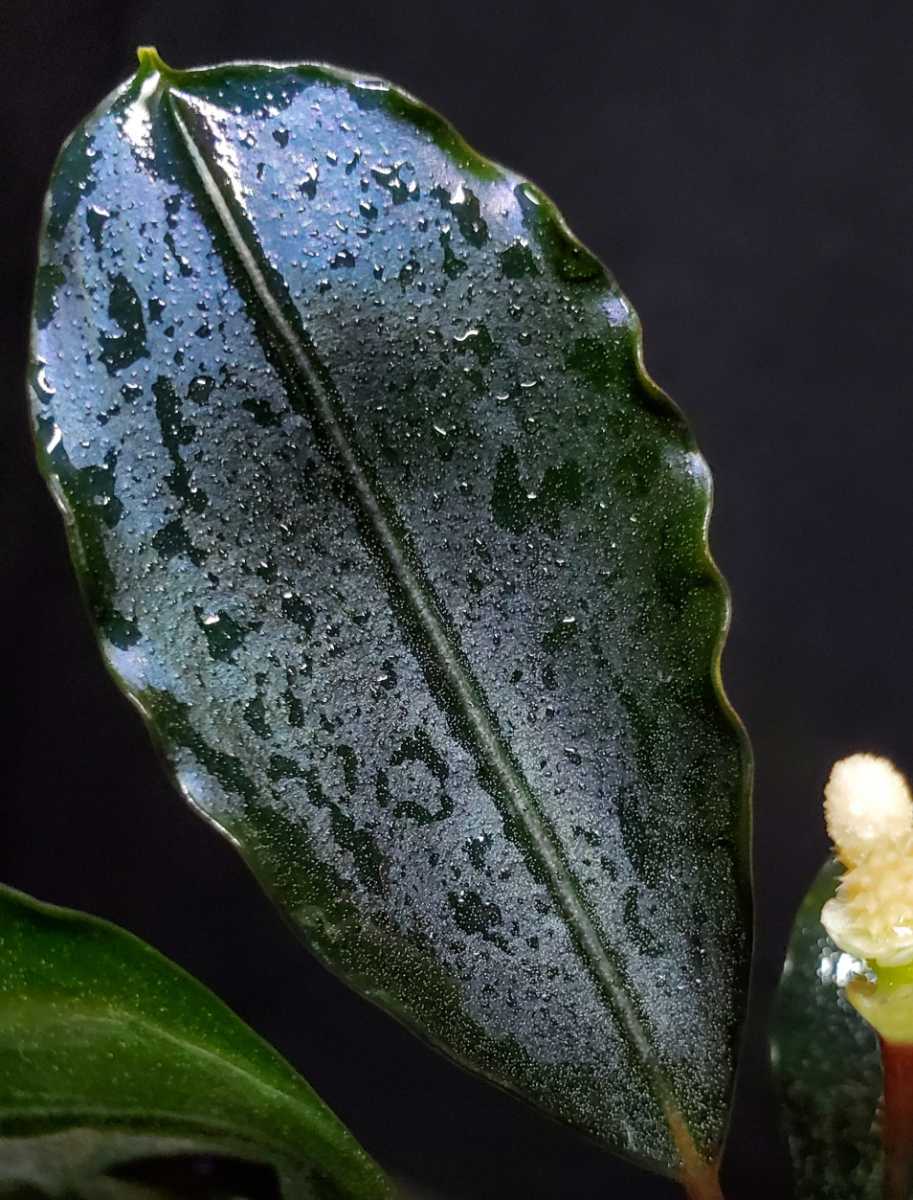 ブセファランドラ sp.“Dark gray” TB便 本物 【TB便】ダークグレイ