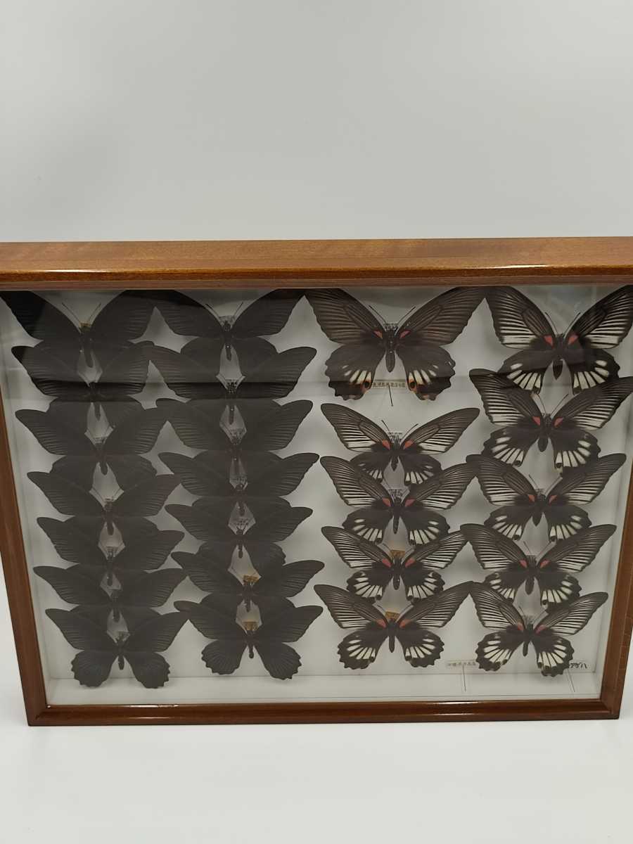 陶芸家 田端志音 乾山 絵錦 香合 梅香合 茶道具 共箱