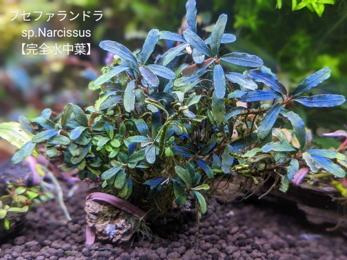 ブセファランドラsp Narcissus群生株【青系/完全水中葉】｜Yahoo