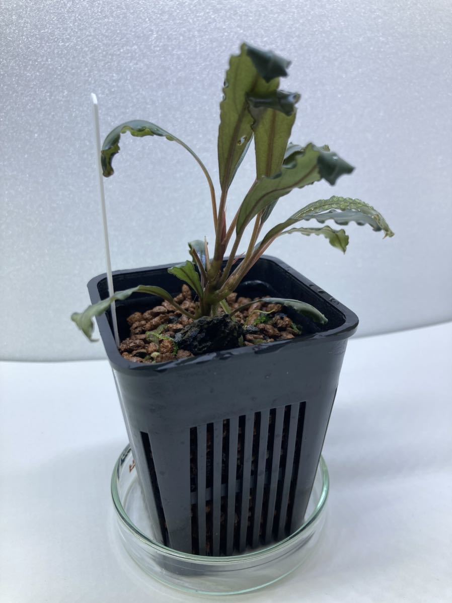 AZタグ付き】ブセファランドラ Bucephalandra sp. B オファー No6 AZ便