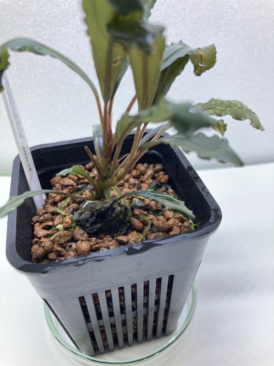 AZタグ付き】ブセファランドラ Bucephalandra sp. B オファー No6 AZ便