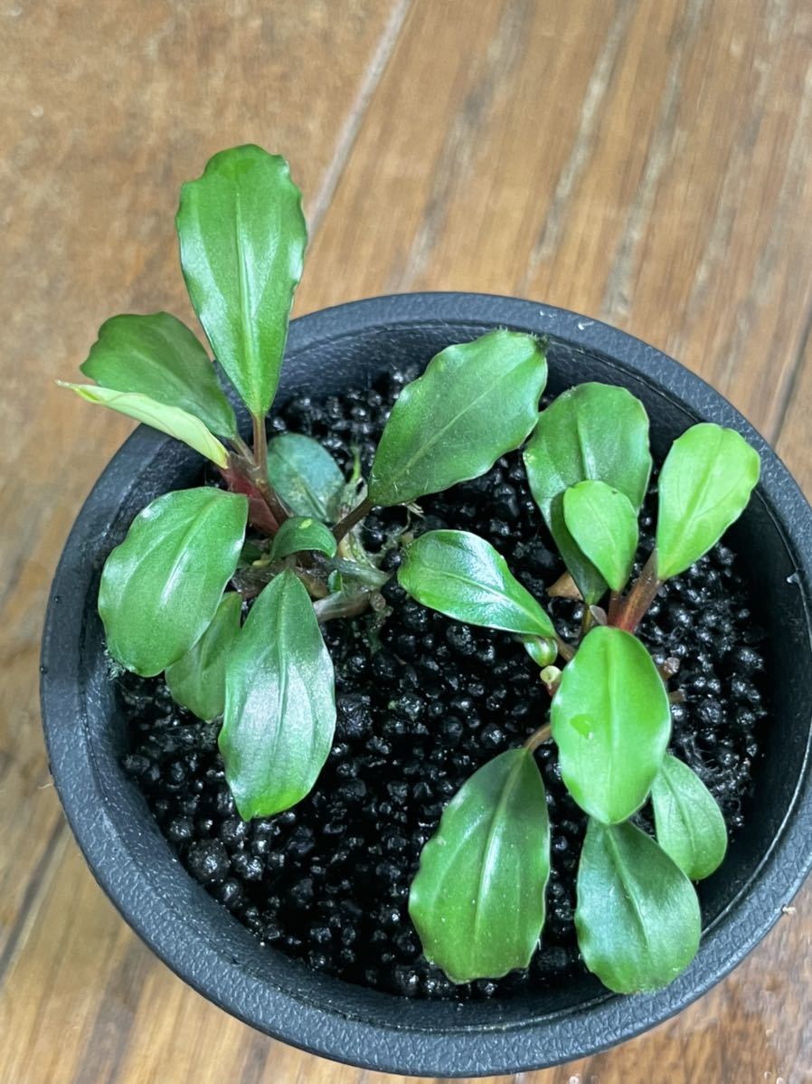 Yahoo!オークション - ブセファランドラ Bucephalandra sp. ”Mentaran