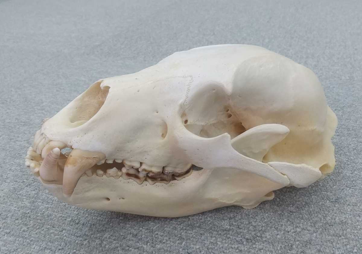 熊 ツキノワグマ 雄 骨格 標本 骨格標本 クマ