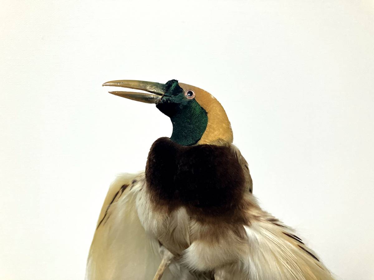 希少】極楽鳥（オオフウチョウ）剥製 縁起物 【公式通販】