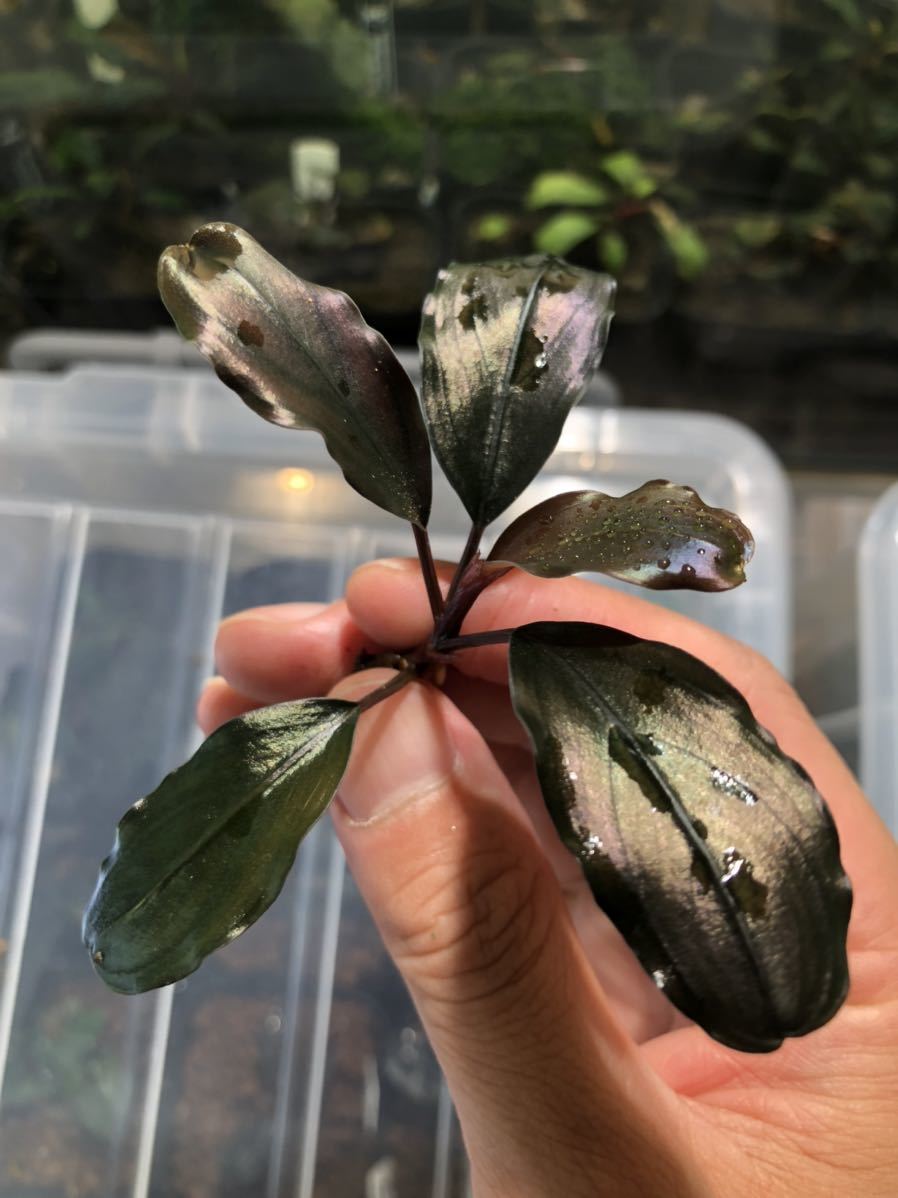 ブセファランドラ メタリックダークレッド llic dark red Yahoo